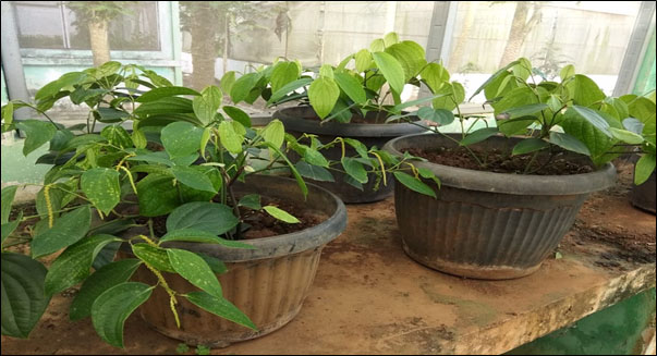 POTENSI PENGEMBANGAN PENANAMAN LADA PERDU SKALA RUMAH TANGGA