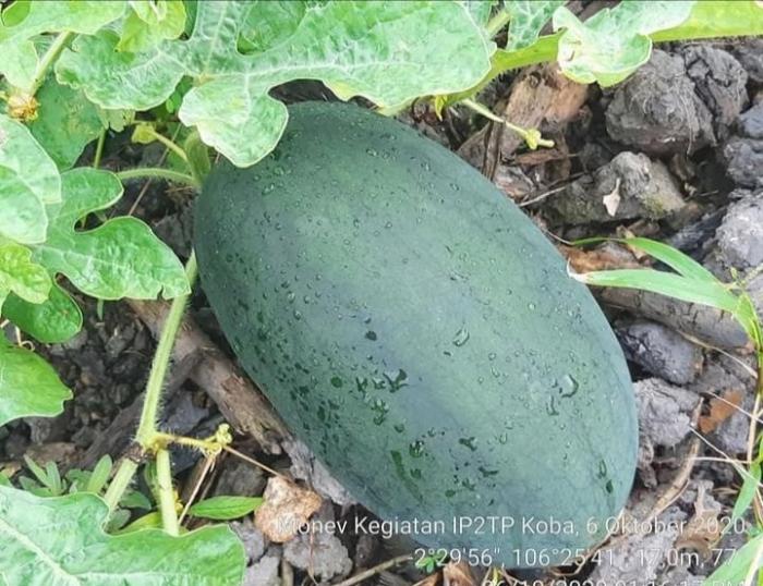 MANISNYA BERTANI SEMANGKA