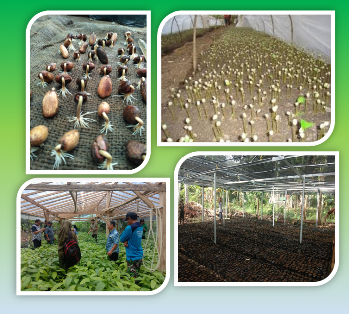 Teknologi Pembibitan Tanaman Kakao Dengan Menggunakan Biji 