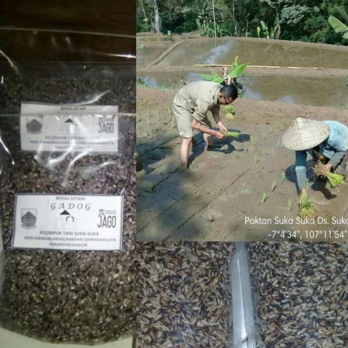 Poktan Suka-suka kembangkan Beras Hitam Gadog