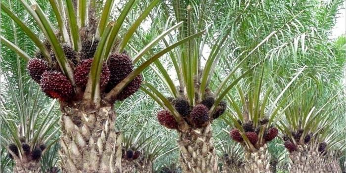 Pembuatan Gula Merah dari Kelapa Sawit