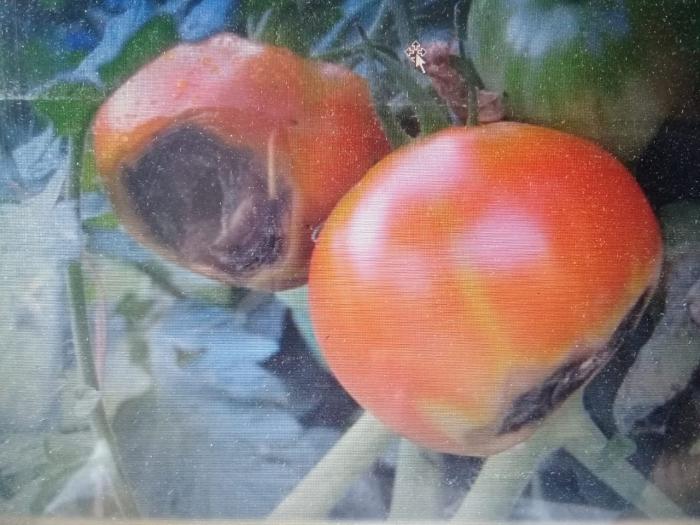Hama Dan Penyakit Buah- Buahan