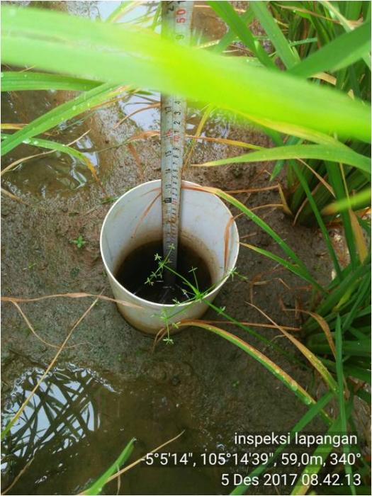 budidaya padi hemat air