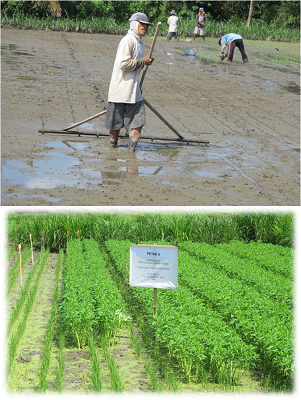 TUMPANG SARI (MULTIVEL CROPING) TANAMAN PADI SAWAH SISTEM JAJAR LOGOWO DENGAN TANAMAN GONDA DI SUBAK PENARUNGAN (MUNDUK UMADESA) DESA PENARUNGAN KECAMATAN MENGWI