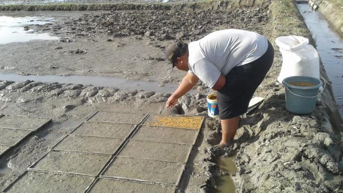 PERSEMAIAN PADI MENGUNAKAN DAPOG/TRAY