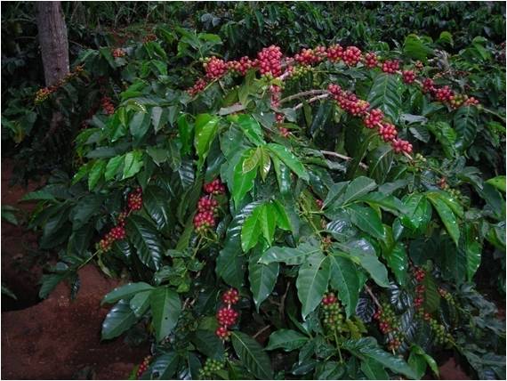 Penanaman dan Pemeliharaan Tanaman Kopi Poliklonal