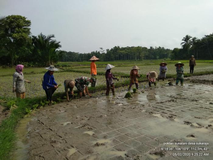 Pendampingan Percepatan Tanam Padi di Poktan Sukatani Desa Sukarame Kecamatan Warunggunung