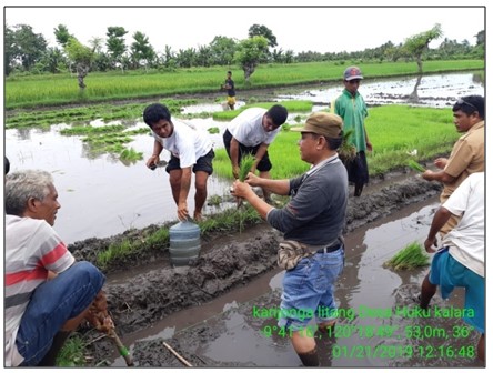 GELIAT TANAM PADI  POLA SRI DI BALAI PENYULUHAN PERTANIAN PERIKANAN DAN KEHUTANAN (BP3K) LAMBANAPU KECAMATAN KAMBERA KABUPATEN  SUMBA TIMUR PROVINSI NTT