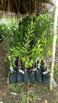 Manfaatkan Pekarangan dengan  Bertanam Jeruk dalam Pot 