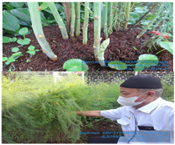 Pengolahan Gula Stevia dan Cara Penyajiannya