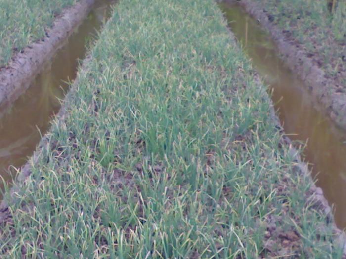 Pembuatan Pestisida Nabati Bawang Putih