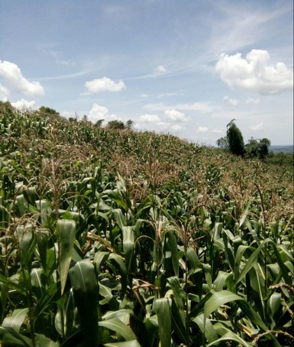 Panen Jagung di Gantarang