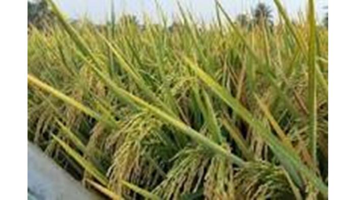 VARIETAS UNGGUL BARU MENINGKATKAN PRODUKSI PADI PADA LAHAN RAWA LEBAK