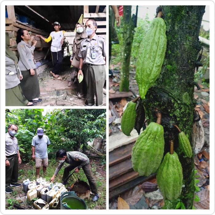 Pemanfaatan Urine Kambing Pada Perkebunan Kakao Di Sulawesi Barat