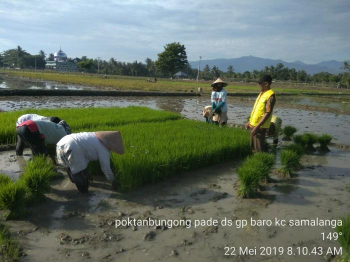 PERSEMAIAN PADI SAWAH
