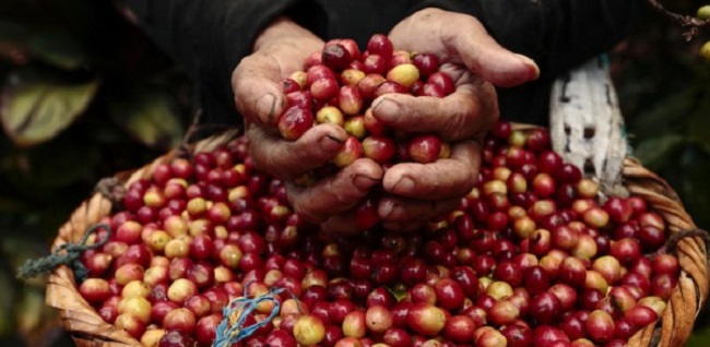 PEMASARAN TANAMAN VANILI