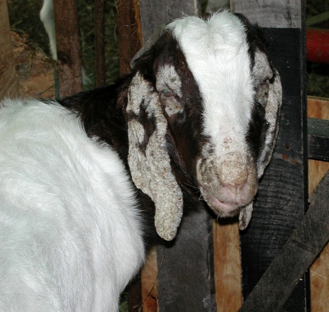 Penanganan Penyakit Scabies Pada Ternak Kambing