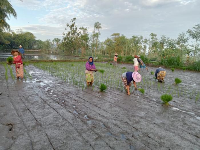 GENJOT PRODUKTIVITAS MELALUI PERTANIAN CERDAS IKLIM