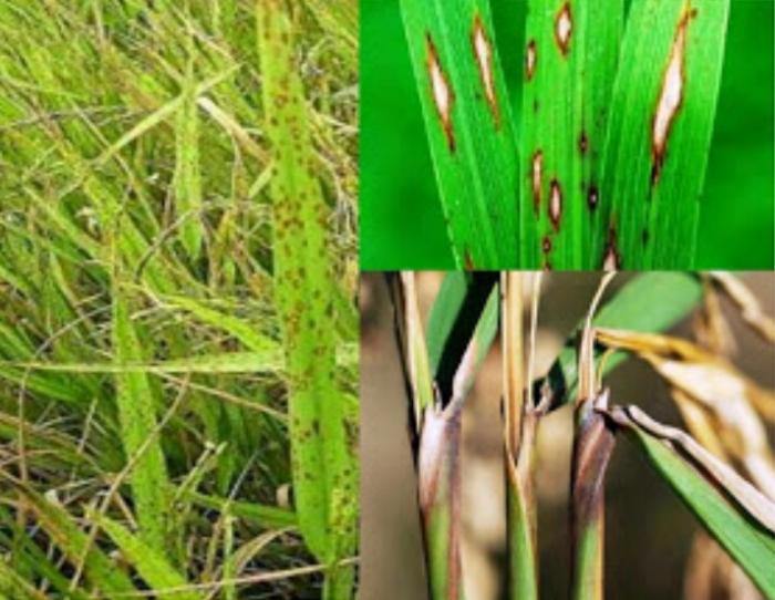 PENGENDALIAN PENYAKIT BLAS PADA TANAMAN PADI