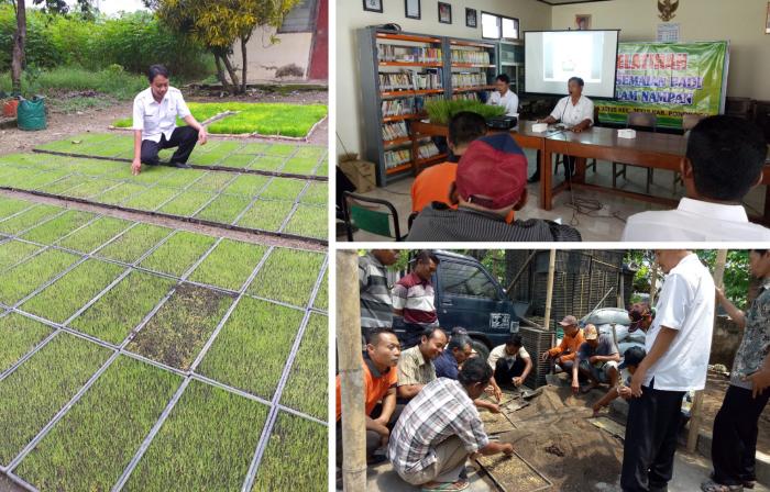Penyemaian Padi Sistem Kering di Desa Jetis Kecamatan  Jetis Ponorogo
