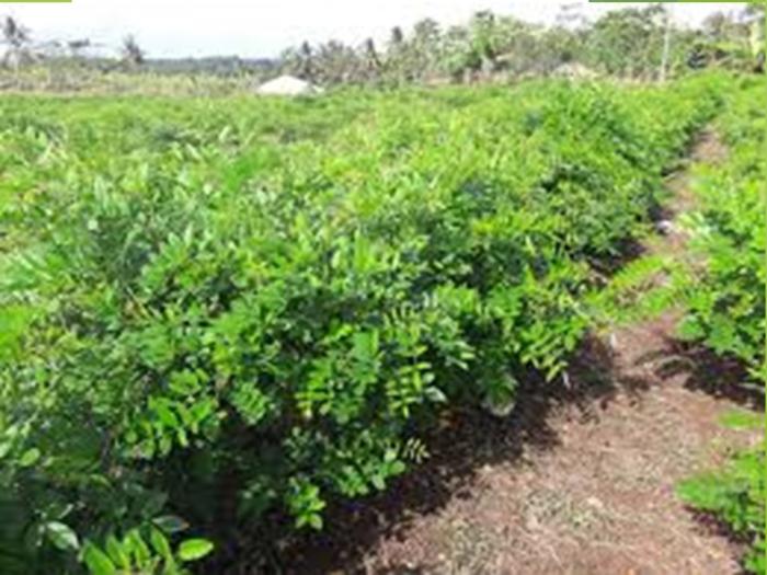 POTENSI INDIGOFERA SP. SEBAGAI PAKAN TERNAK BERKUALITAS