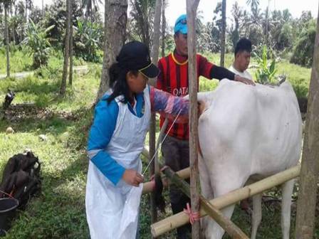 PENINGKATAN PRODUKTIVITAS TERNAK SAPI DENGAN SISTEM PERKAWINAN INSEMINASI BUATAN (IB)