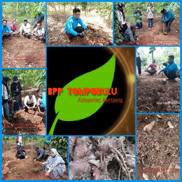 Monitoring Jahe Merah Organik Poktan Sinar Bumi Desa Bonto Bontoa Kec. Tompobulu Kab. Bantaeng