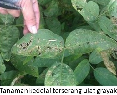 STRATEGI PENGENDALIAN HAMA ULAT GRAYAK PADA TANAMAN KEDELAI