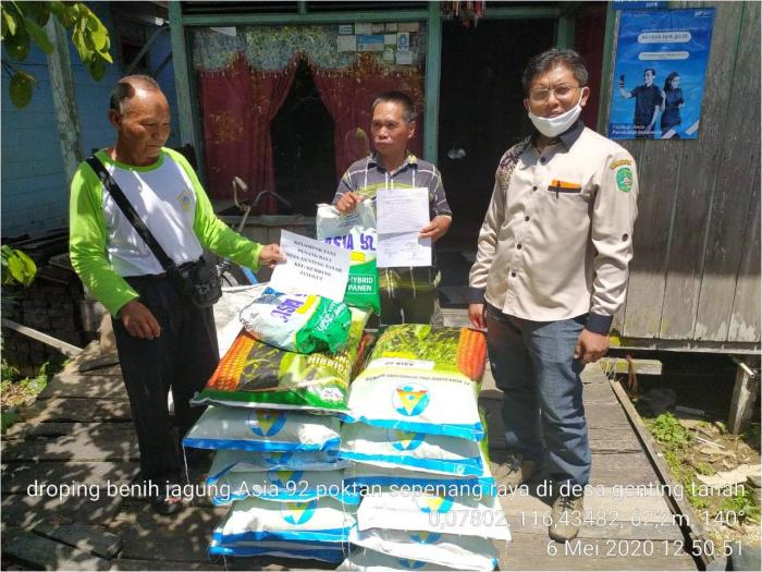 Pemupukan Berimbang Pada Tanaman Jagung 