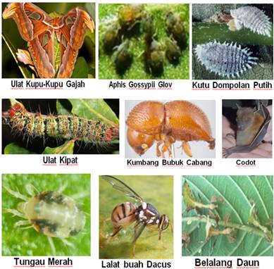 MENJAGA KUALITAS ALPOKAT MELALUI PENCEGAHAN HAMA 