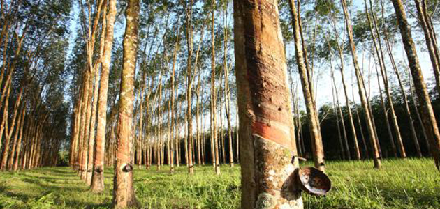 DAMPAK DAN ANTISIPASI KEKERINGAN PADA TANAMAN KARET