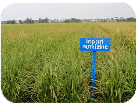 MENGENAL PADI INPARI NUTRI ZINC