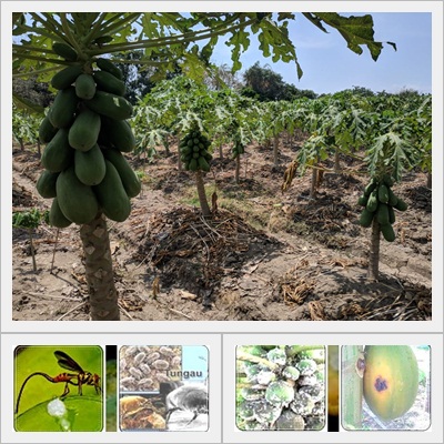 MENGENAL DAN CARA PENGENDALIAN HAMA PENYAKIT TANAMAN PEPAYA