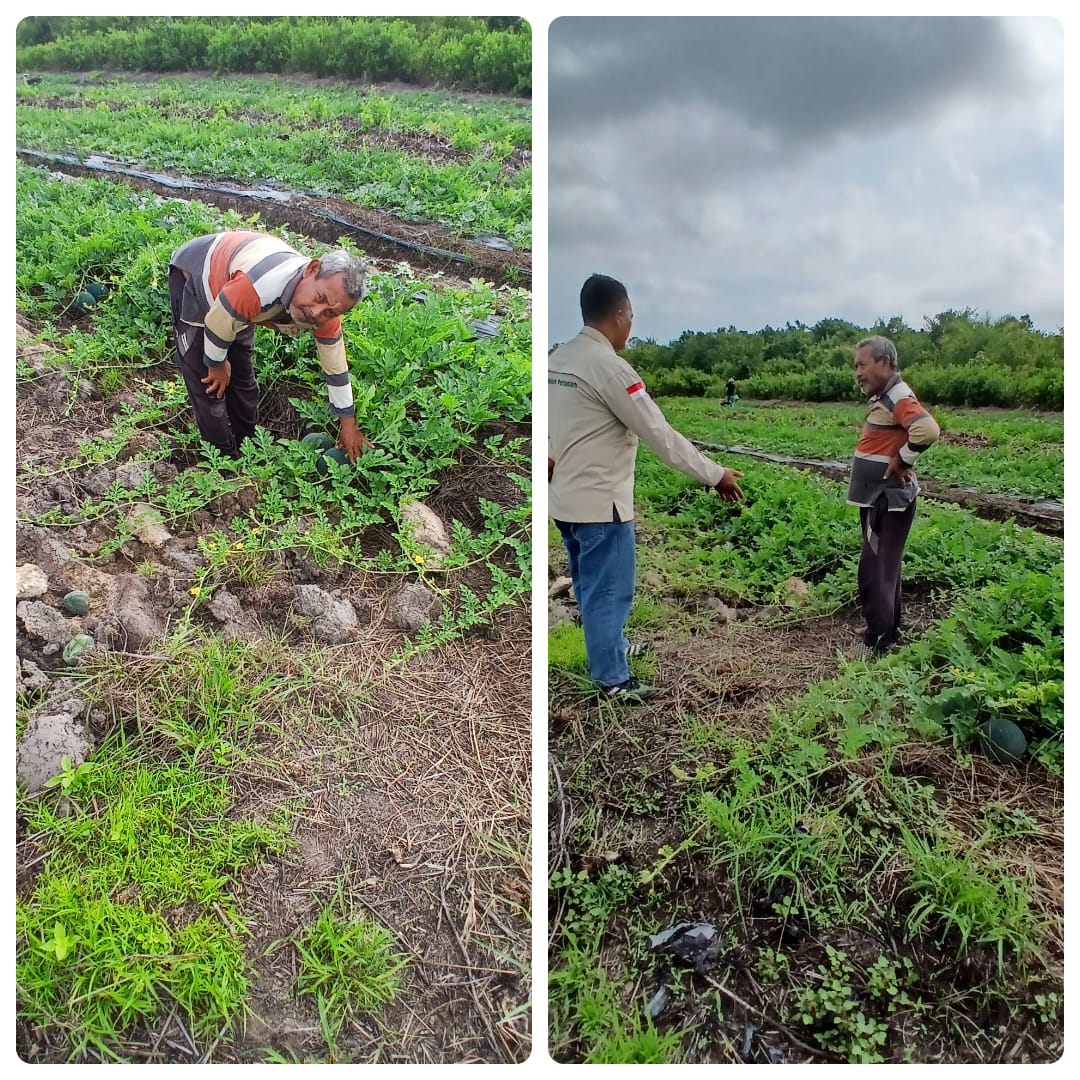 Petani Desa Tanjung Punak melakukan Budidaya Semangka Tiga Kali dalam Setahun