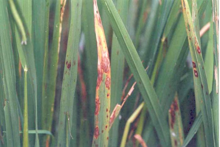 PENGENDALIAN PENYAKIT BLAST