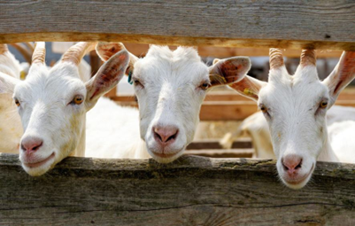 Bagaimana meng KLAIM Asuransi Usaha Tani Padi