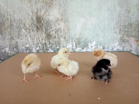 PEMELIHARAAN ANAK AYAM