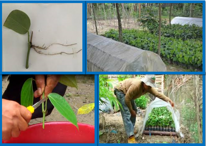 Teknik Pembibitan Tanaman Lada Stek Satu Ruas Berdaun Tunggal 