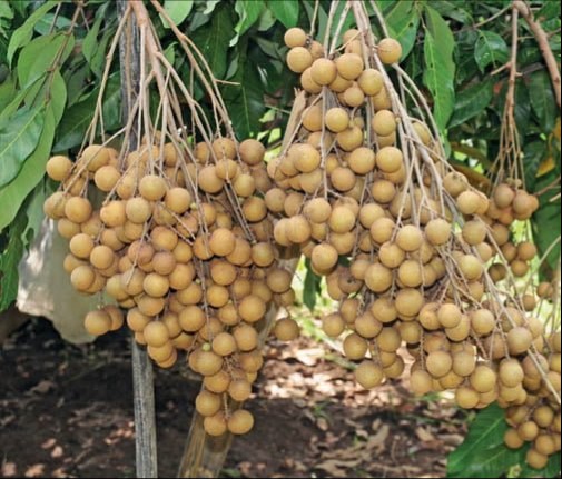 Budidaya Kelengkeng Di Desa Wolutengah 