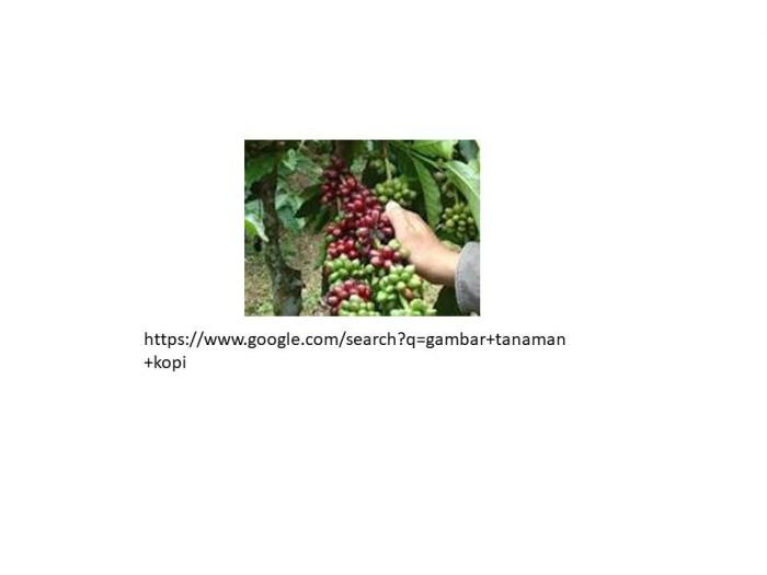 penanganan pasca panen pada kopi