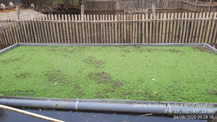 PENGEMBANGAN TANAMAN AZOLLA  DIKOLAM PEMELIHARAAN TERNAK ITIK