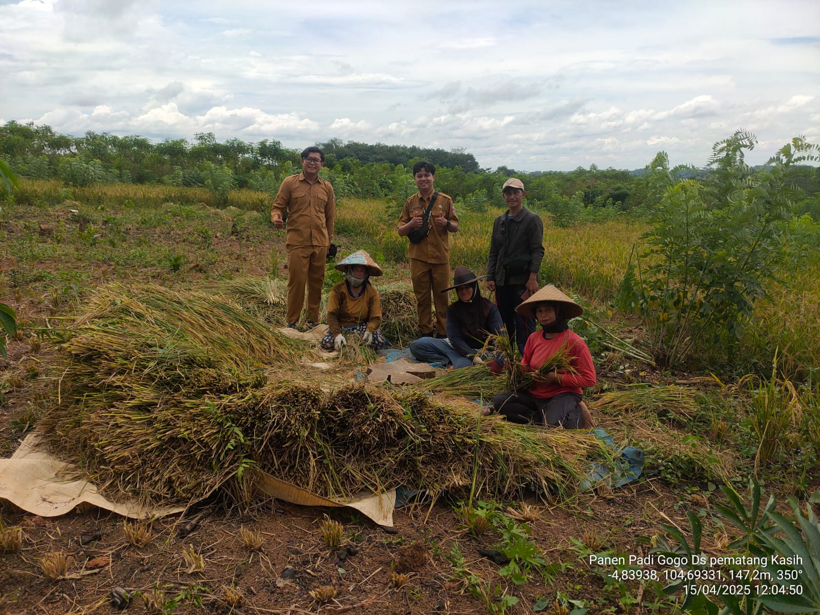 Padi Gogo Sebagai Alternatif Pertanian Lahan Kering