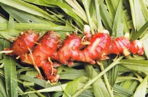 CARA MENANAM JAHE MERAH DI TANAH 