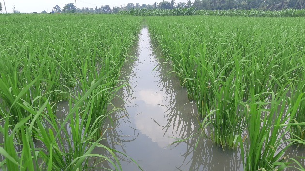 TEKNOLOGI PRODUKSI BENIH TANAMAN PANGAN