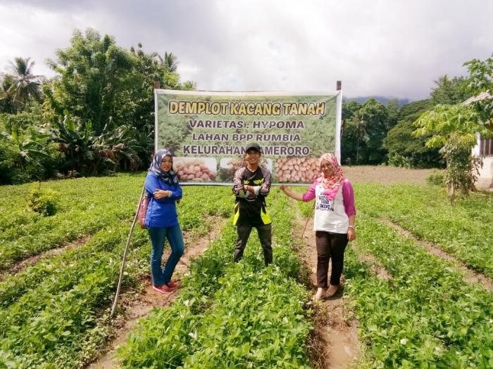PEMBINAAN PETANI DENGAN MENGGELAR DEMPLOT KACANG TANAH DI BPP RUMBIA KABUPATEN BOMBANA