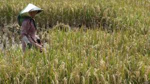 Pertanian Atas Bawah