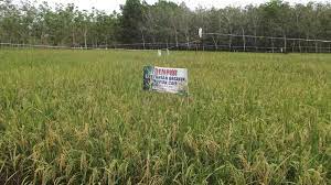 BETERNAK KAMBING BOER, PENGHASIL CUAN YANG MENJANJIKAN