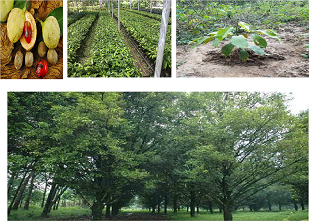 Cara Budi Daya Pala Yang Baik Dan Benar