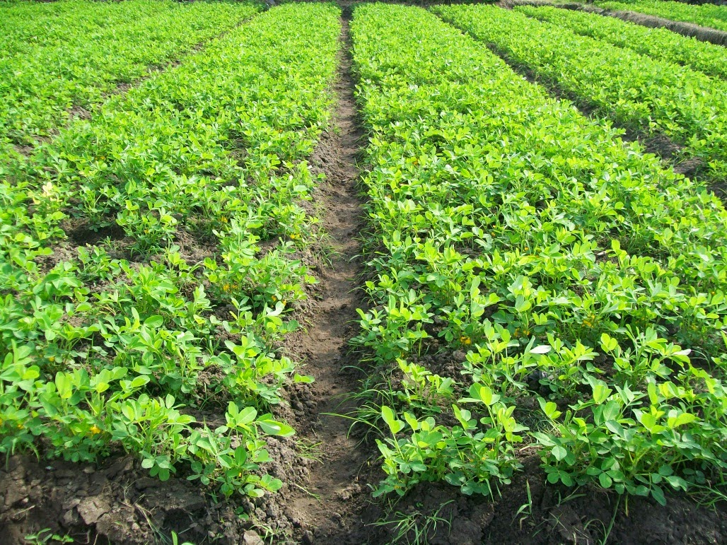 Merawat Vanili di Musim Hujan:  Cegah Busuk Batang dengan Tepat