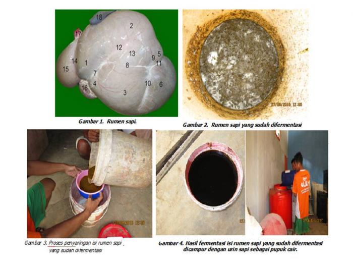 POTENSI DAN PEMANFAATAN RUMEN SAPI SEBAGAI BIOAKTIVATOR